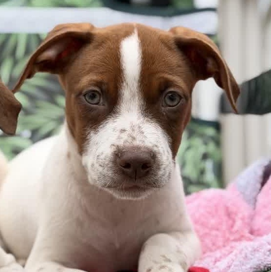 Enlarge Ace, an adopted mixed breed in  Huntington station , NY image 3/5