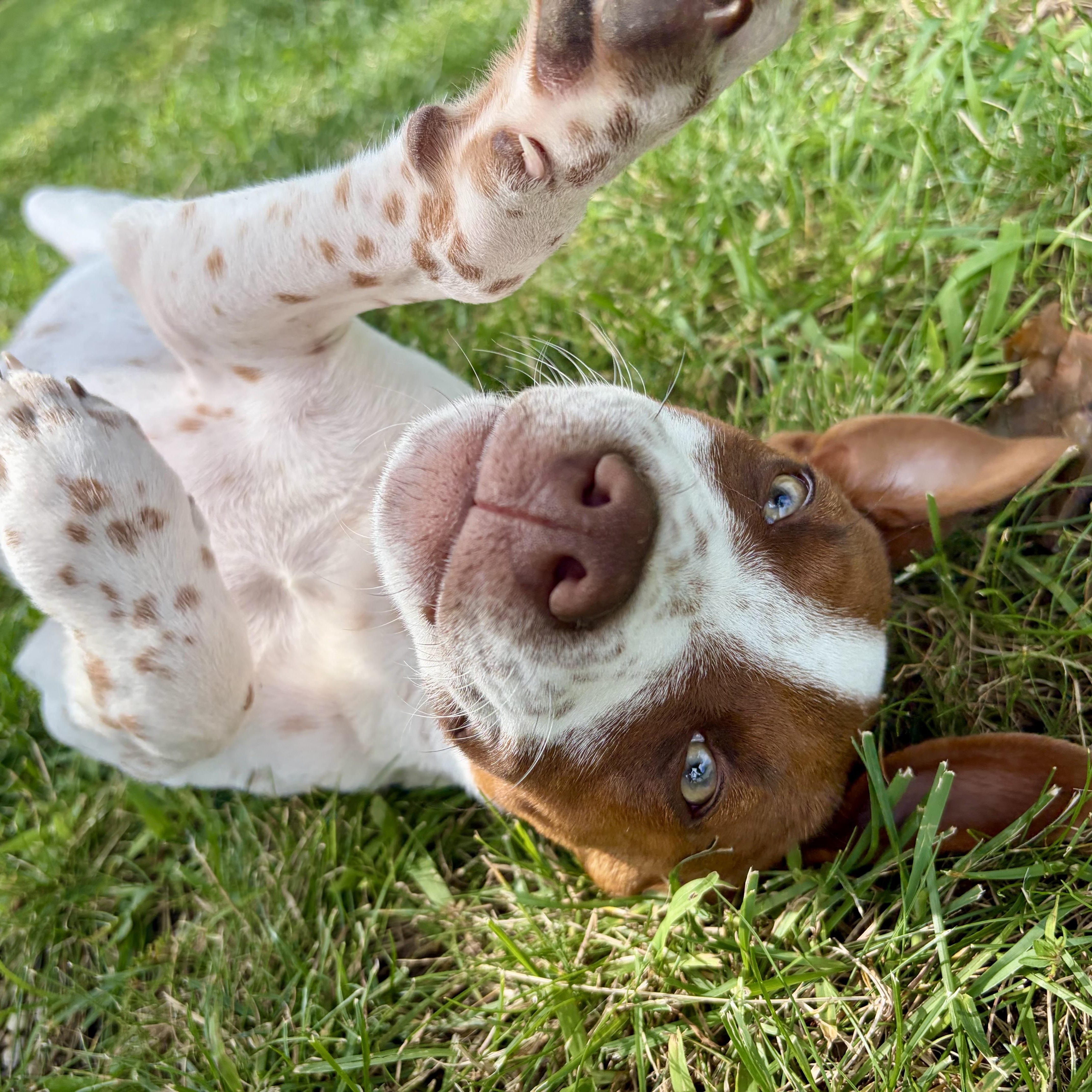 Ace, adopted, Puppy Male Hound.