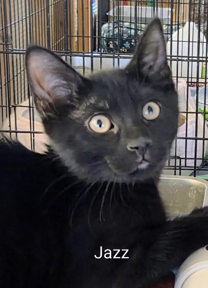 Enlarge Jazz, an adopted Domestic Short Hair in Colfax, IA image 1/1