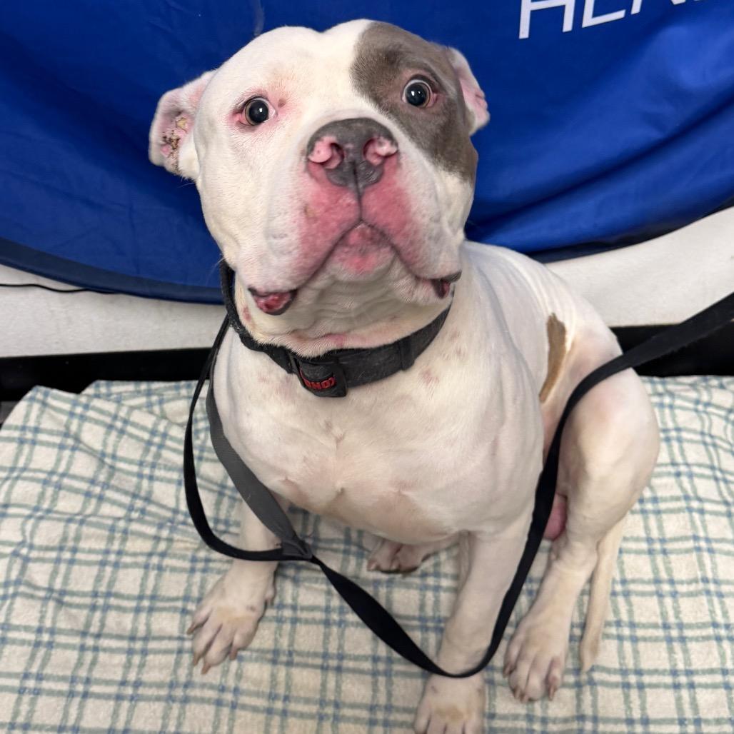 Niko, Adoptable, Senior Male American Staffordshire Terrier.