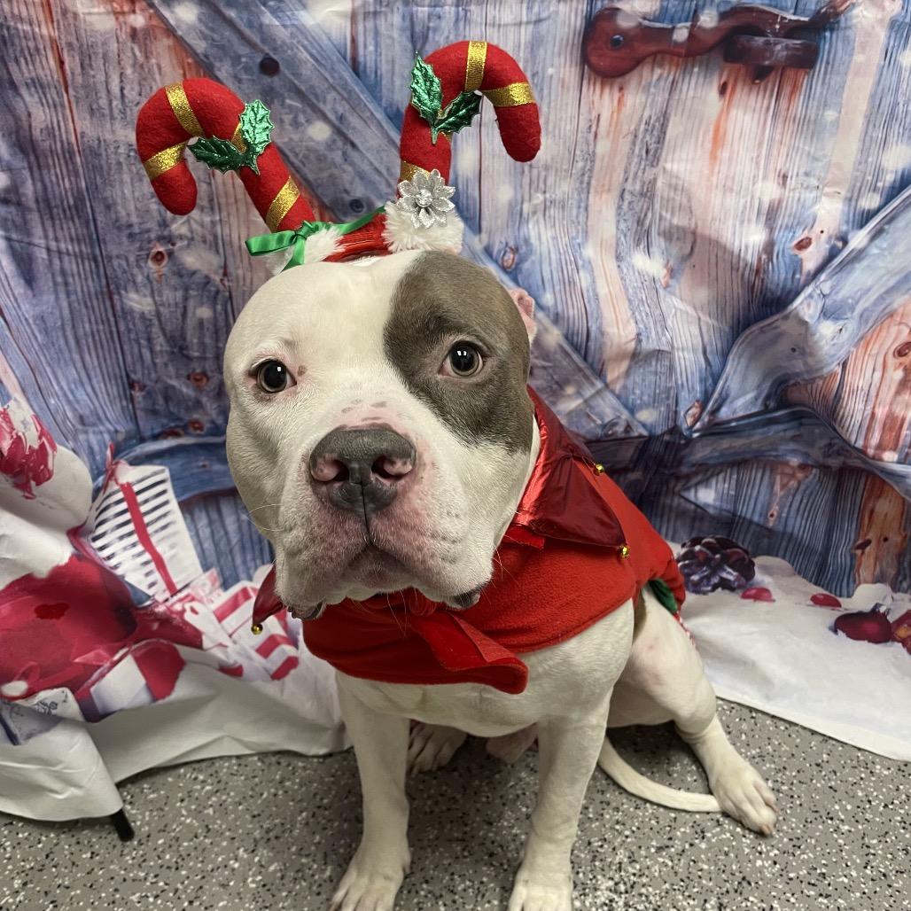 Enlarge Niko, a Adoptable American Staffordshire Terrier in Henderson, NV image 2/3