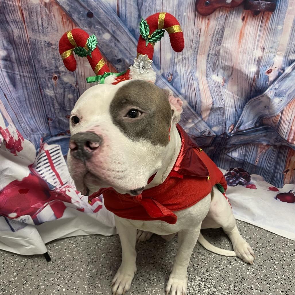 Enlarge Niko, a Adoptable American Staffordshire Terrier in Henderson, NV image 3/3