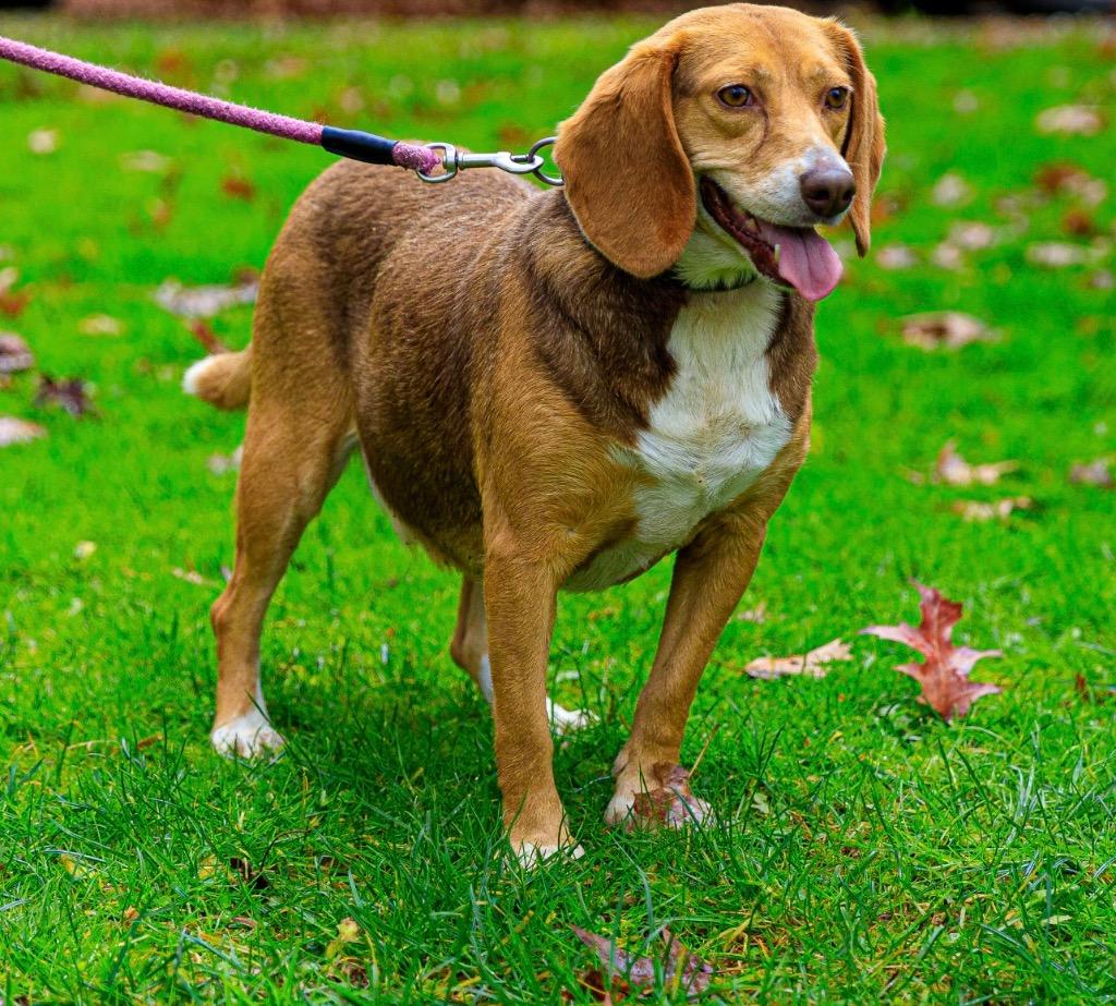 Enlarge Lucy, a Adoptable mixed breed in Parsons, WV image 1/3