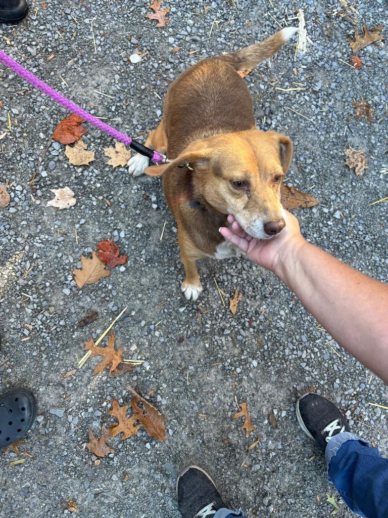 Enlarge Lucy, a Adoptable mixed breed in Parsons, WV image 2/3