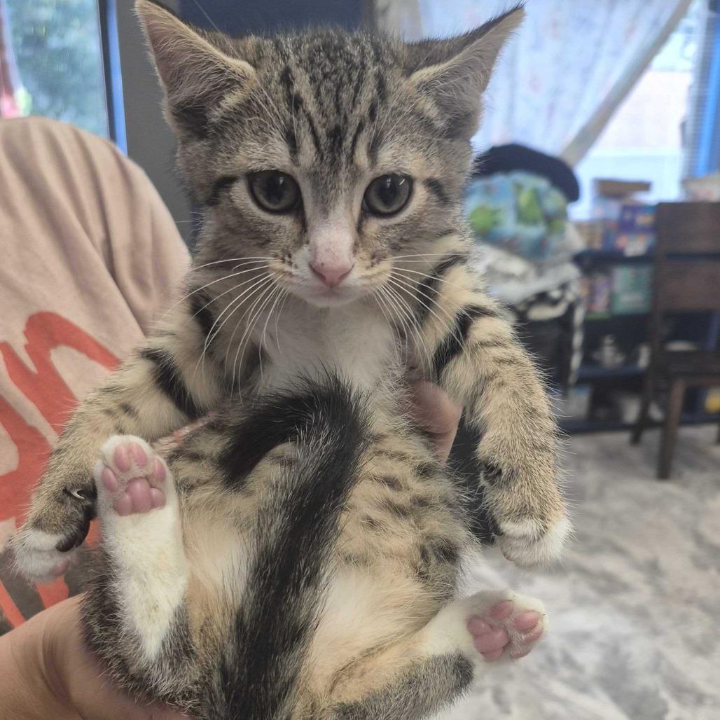 Enlarge Tally, a Adoptable Domestic Short Hair in Oak Hill, WV image 1/1