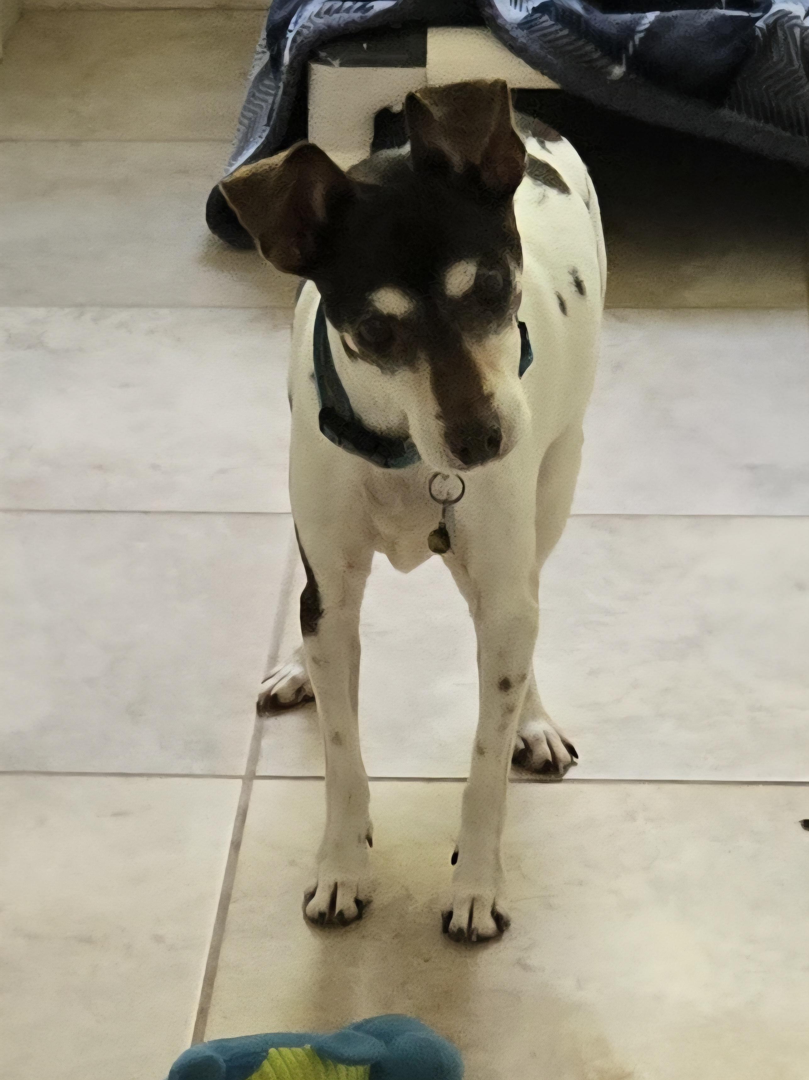 Enlarge Pippa, a Adopted Rat Terrier in Concord, OH image 6/6
