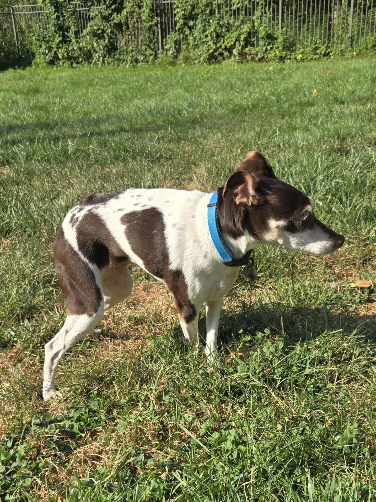 Enlarge Pippa, a Adopted Rat Terrier in Concord, OH image 2/6