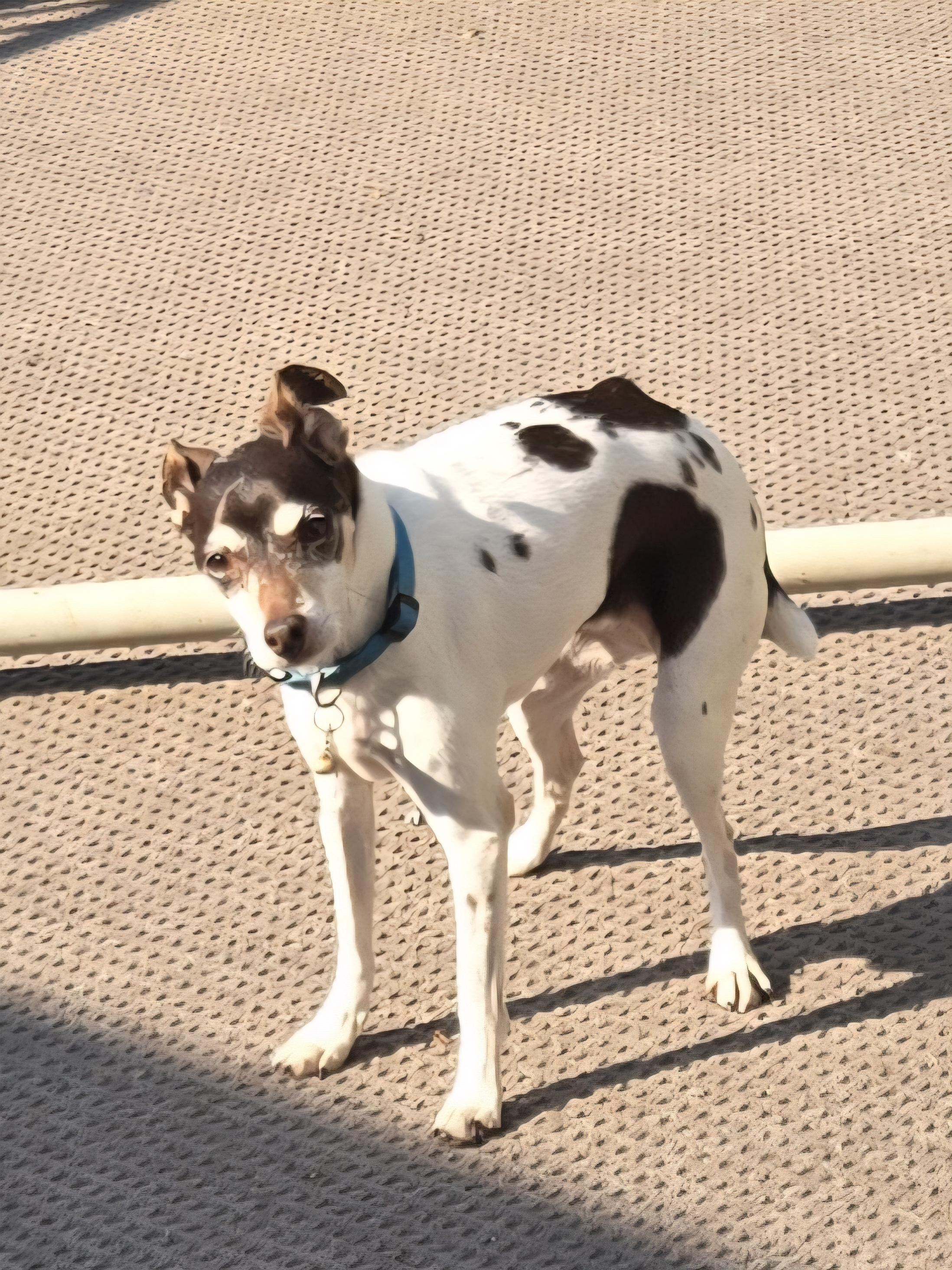 Enlarge Pippa, a Adopted Rat Terrier in Concord, OH image 1/6