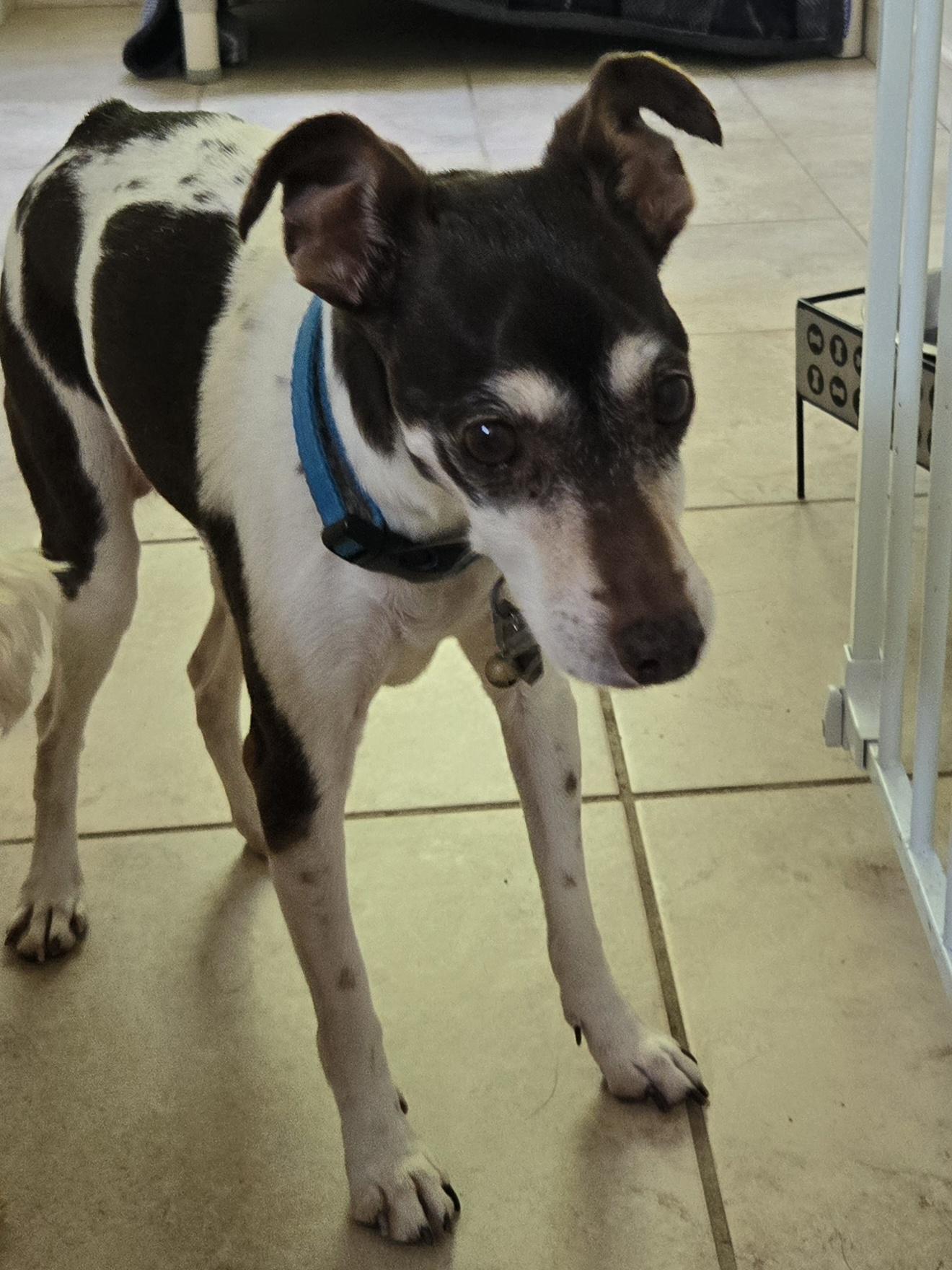 Enlarge Pippa, a Adopted Rat Terrier in Concord, OH image 3/6