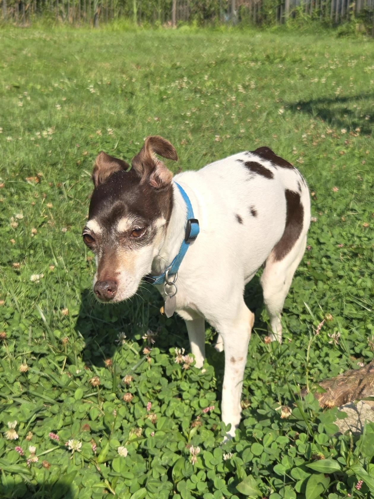 Enlarge Pippa, a Adopted Rat Terrier in Concord, OH image 5/6