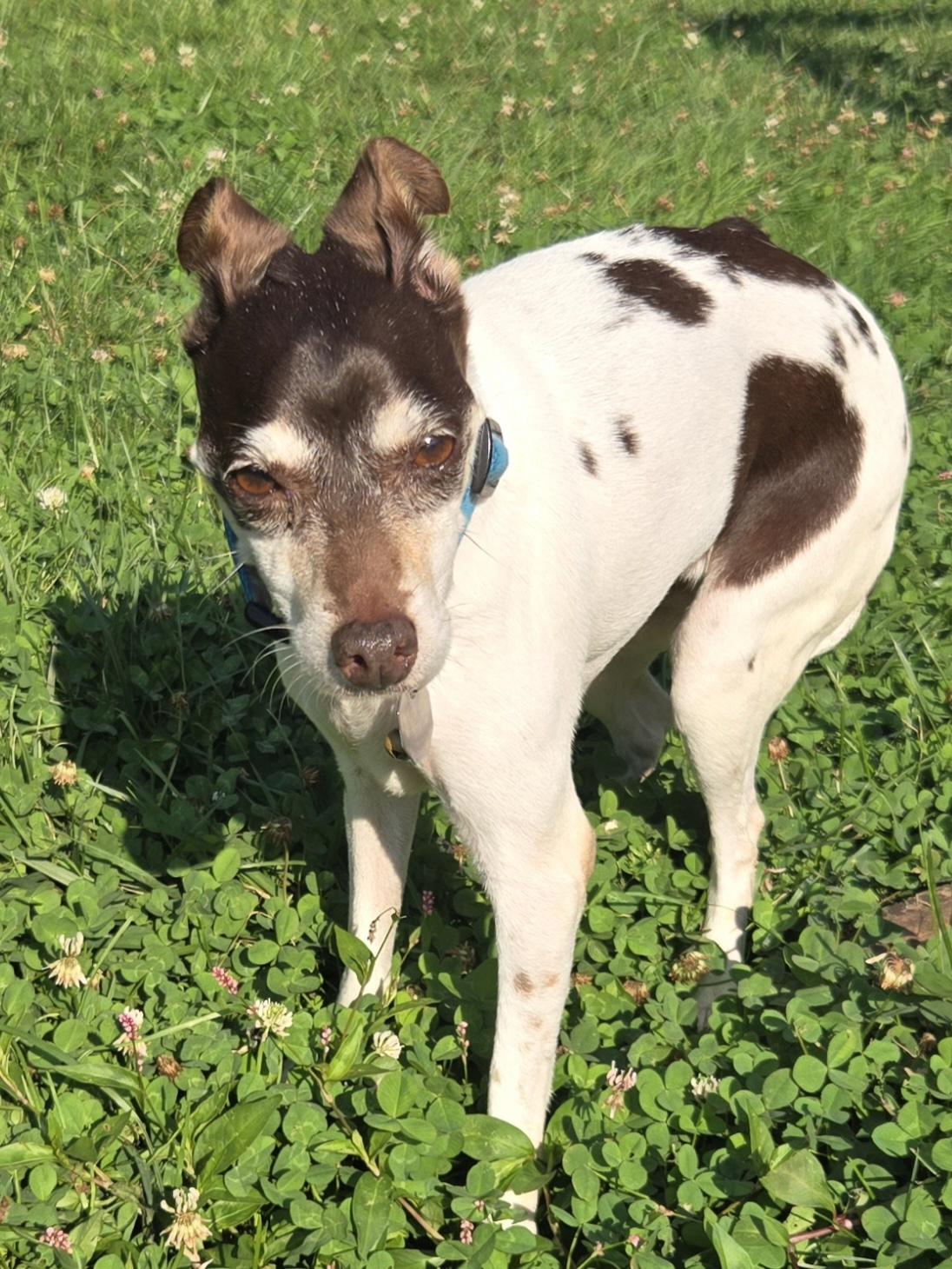 Enlarge Pippa, a Adopted Rat Terrier in Concord, OH image 4/6