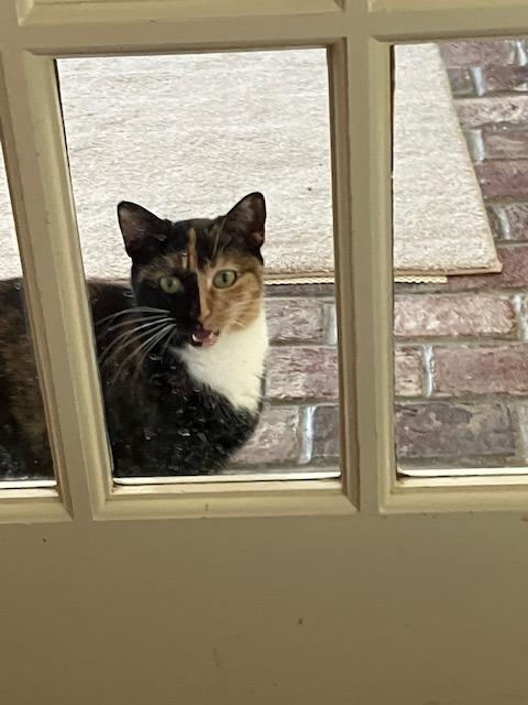 Enlarge Roxy, a ADOPTABLE Domestic Short Hair in Melrose, MA image 1/6