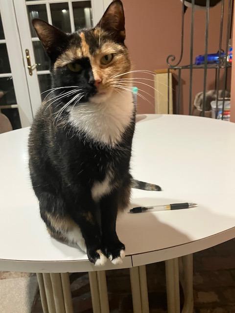 Enlarge Roxy, a ADOPTABLE Domestic Short Hair in Melrose, MA image 2/6