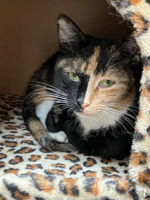 Enlarge Roxy, a ADOPTABLE Domestic Short Hair in Melrose, MA image 3/6