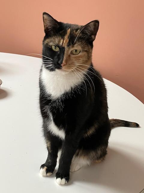 Enlarge Roxy, a ADOPTABLE Domestic Short Hair in Melrose, MA image 4/6