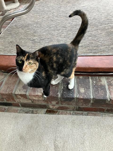 Enlarge Roxy, a ADOPTABLE Domestic Short Hair in Melrose, MA image 5/6