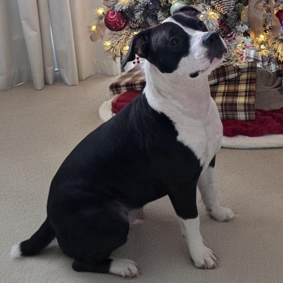 Athena — thumbnail 5