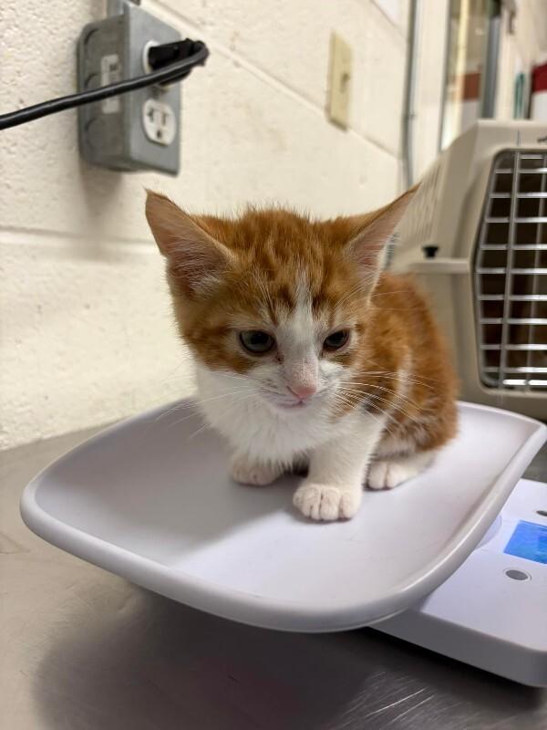 Bart — thumbnail 2