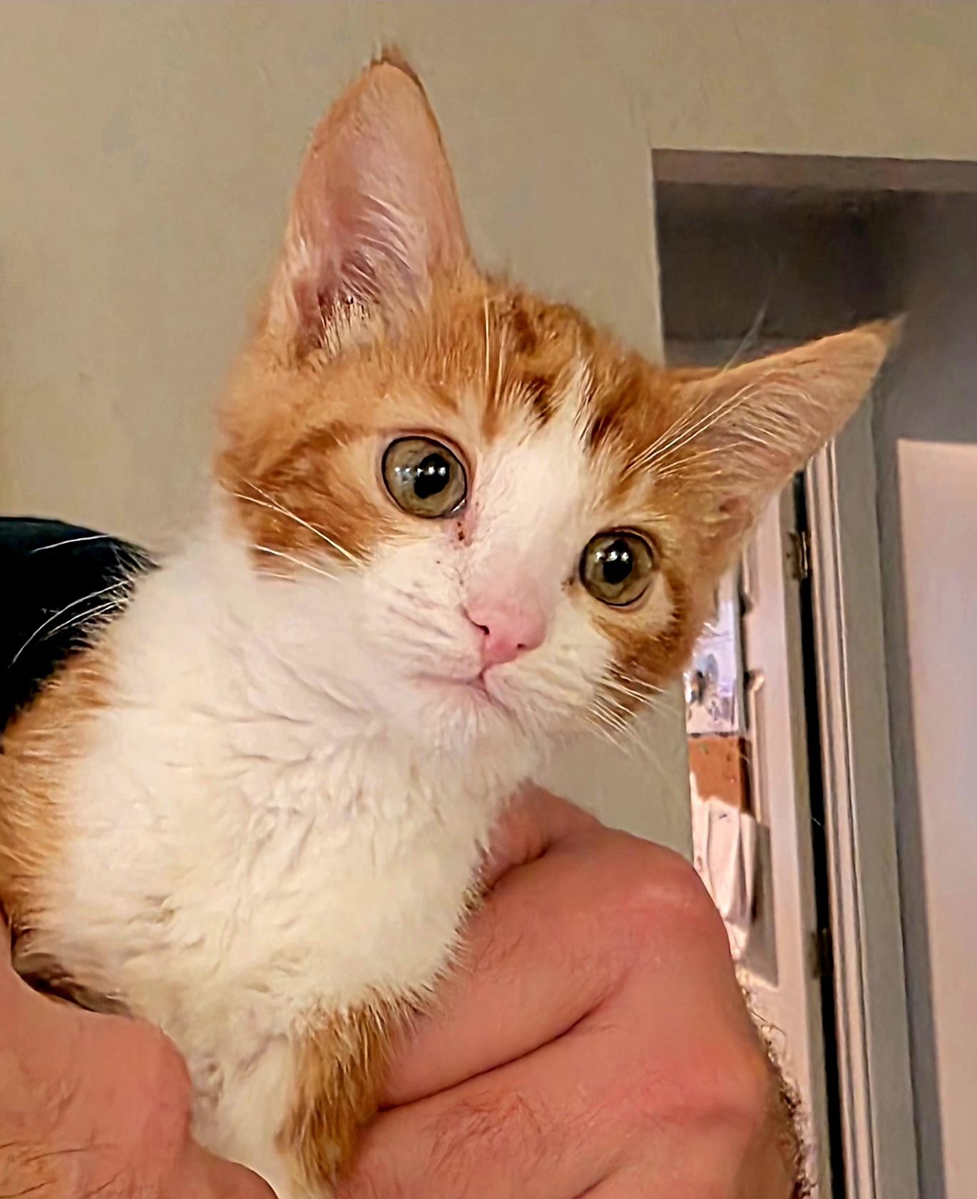 Bart — thumbnail 3