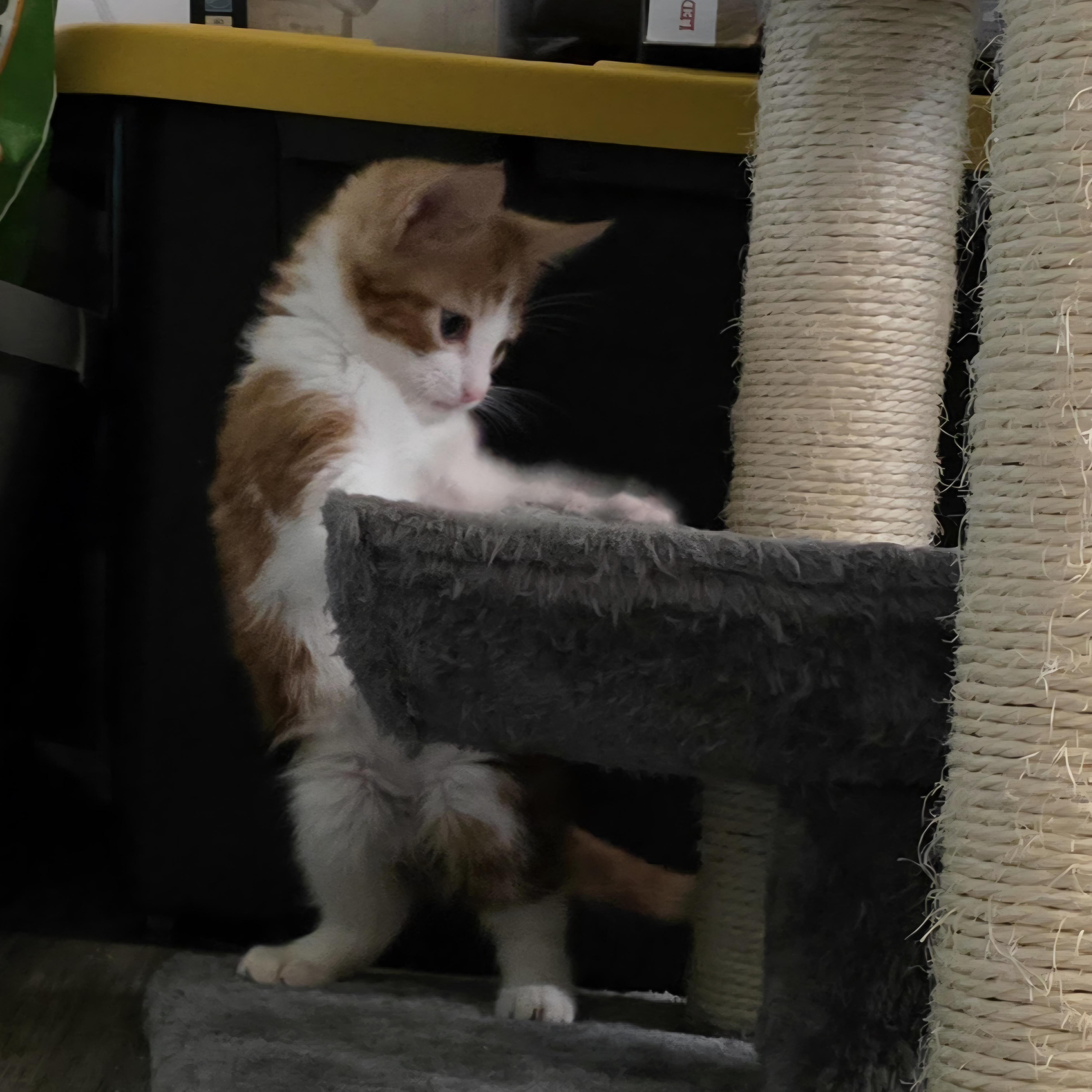 Bart — thumbnail 5