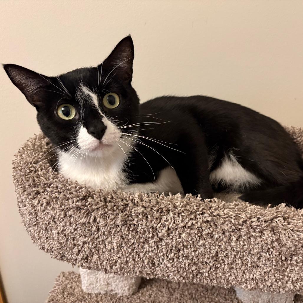 Cuff, Adoptable, Adult Male Domestic Short Hair.