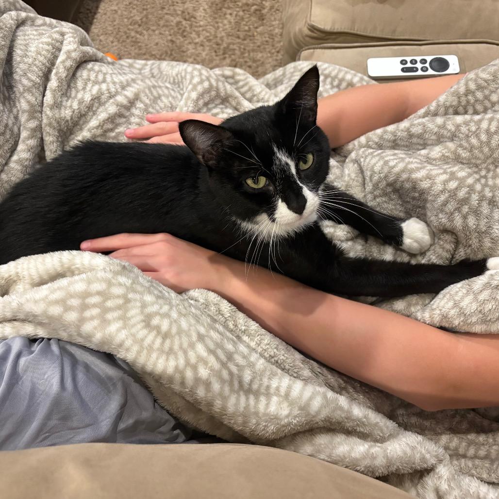 Enlarge Cuff, a Adoptable Domestic Short Hair in Chaska, MN image 2/6