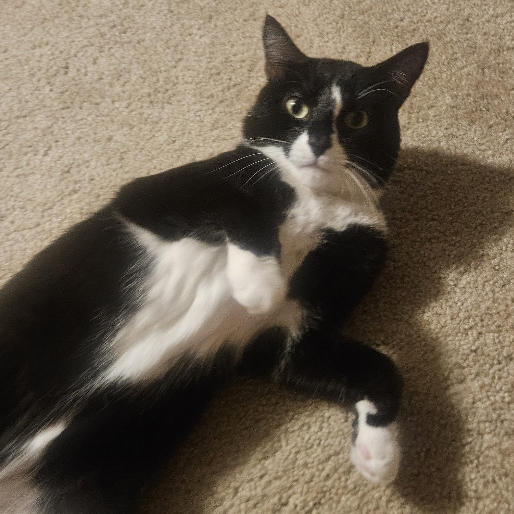 Cuff, Adoptable, Adult Male Domestic Short Hair.