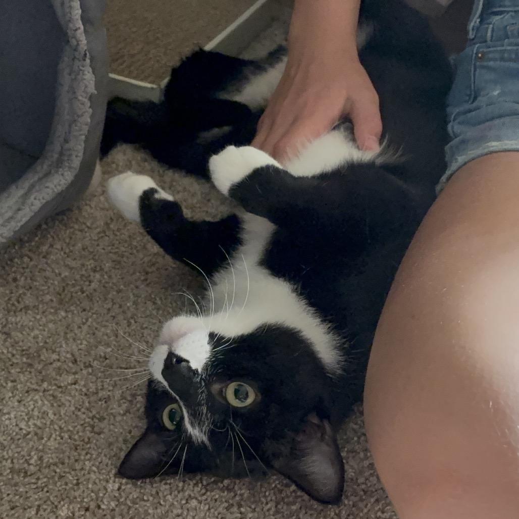 Cuff, a Adoptable Domestic Short Hair in Chaska, MN image 2/6