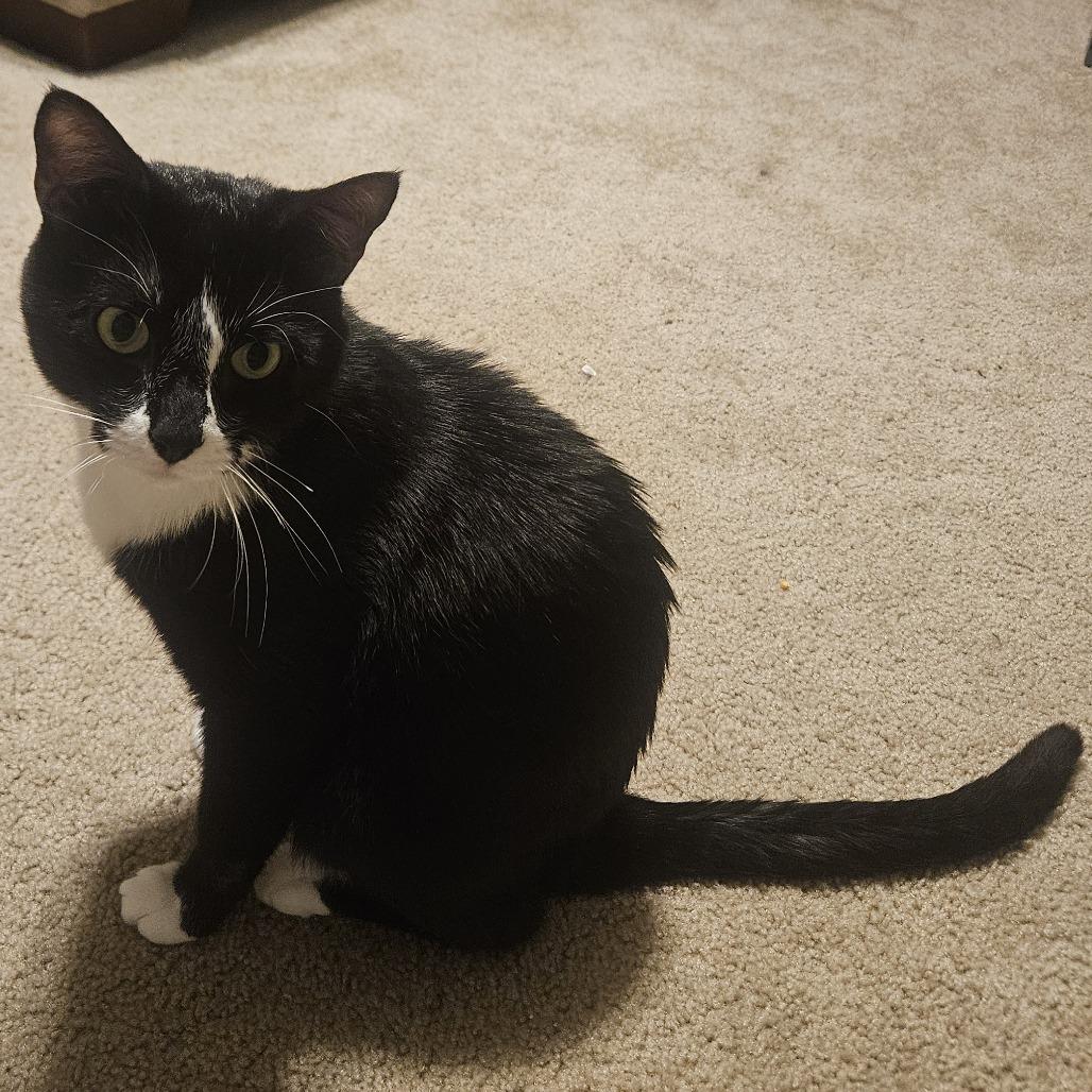 Cuff, a Adoptable Domestic Short Hair in Chaska, MN image 2/5