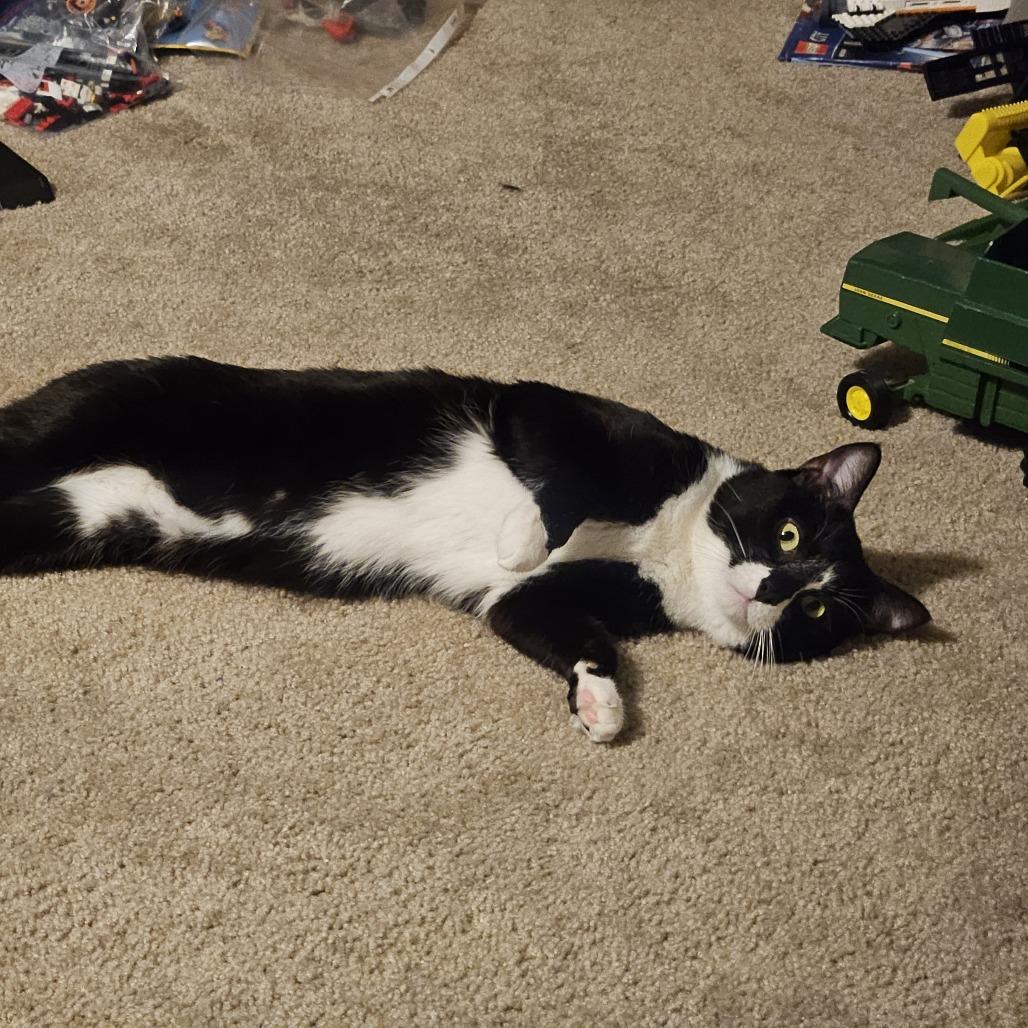 Cuff, a Adoptable Domestic Short Hair in Chaska, MN image 3/5