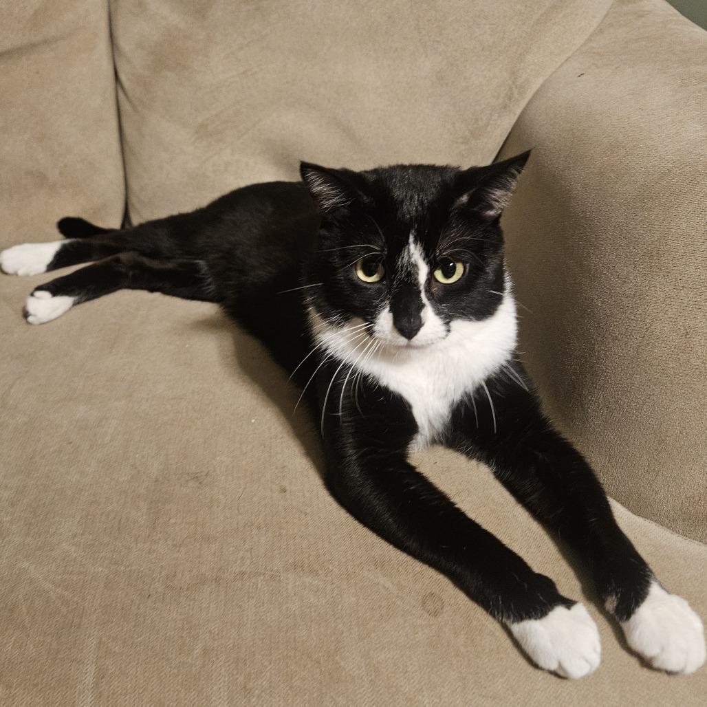 Cuff, a Adoptable Domestic Short Hair in Chaska, MN image 4/5