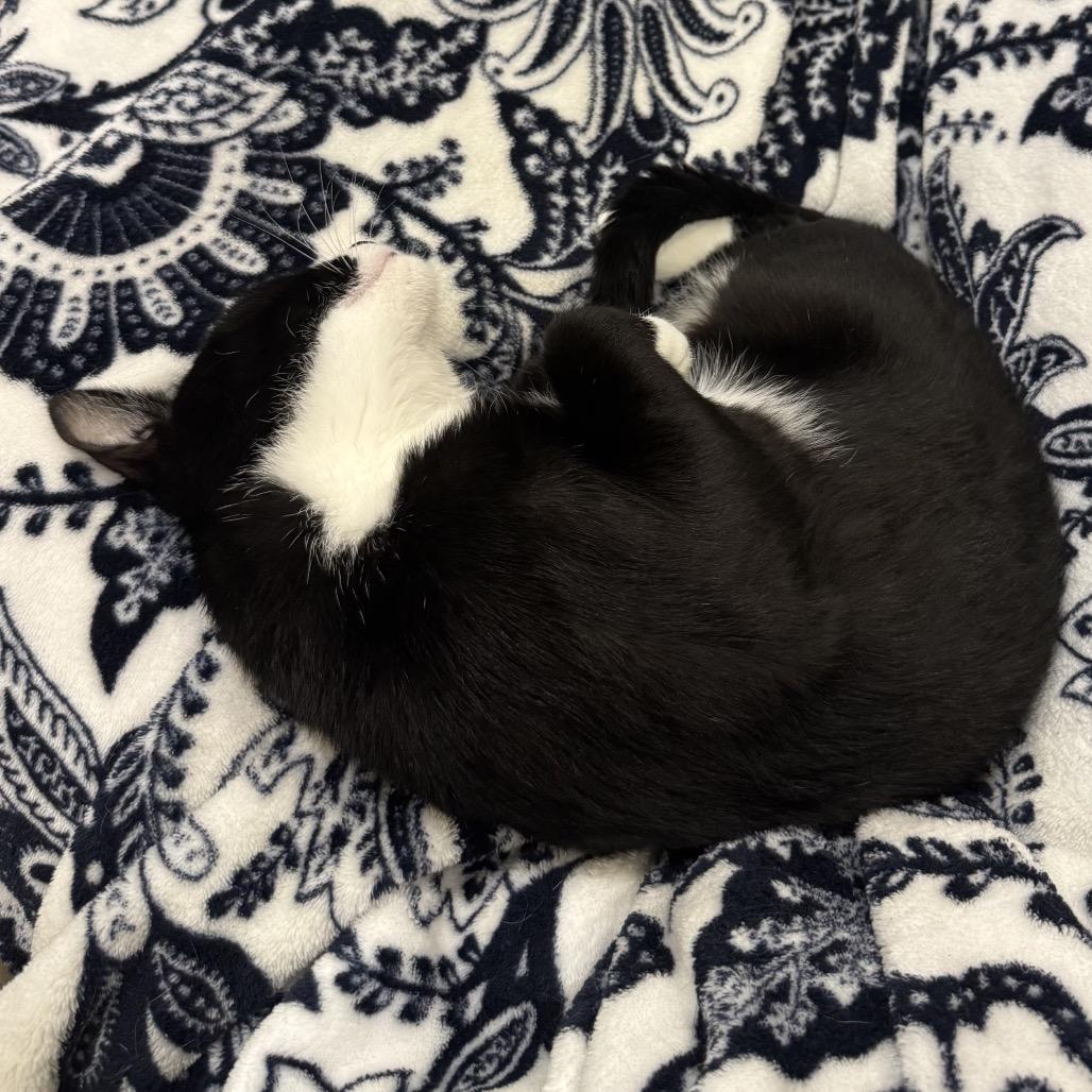 Enlarge Cuff, a Adoptable Domestic Short Hair in Chaska, MN image 6/6