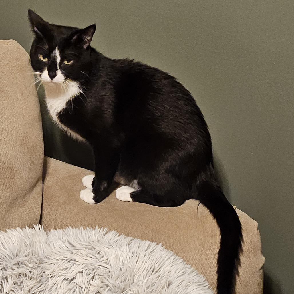 Cuff, a Adoptable Domestic Short Hair in Chaska, MN image 5/5