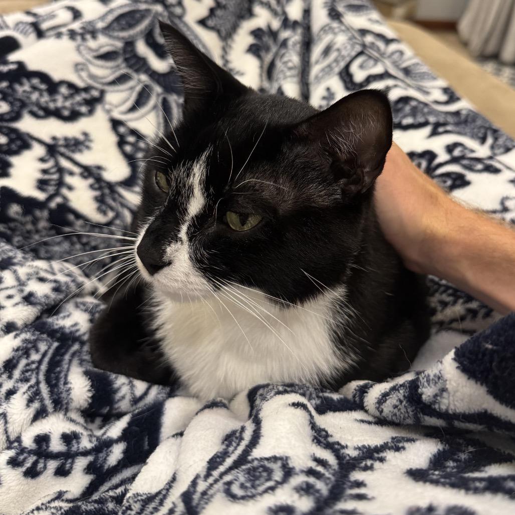 Cuff, a Adoptable Domestic Short Hair in Chaska, MN image 6/6