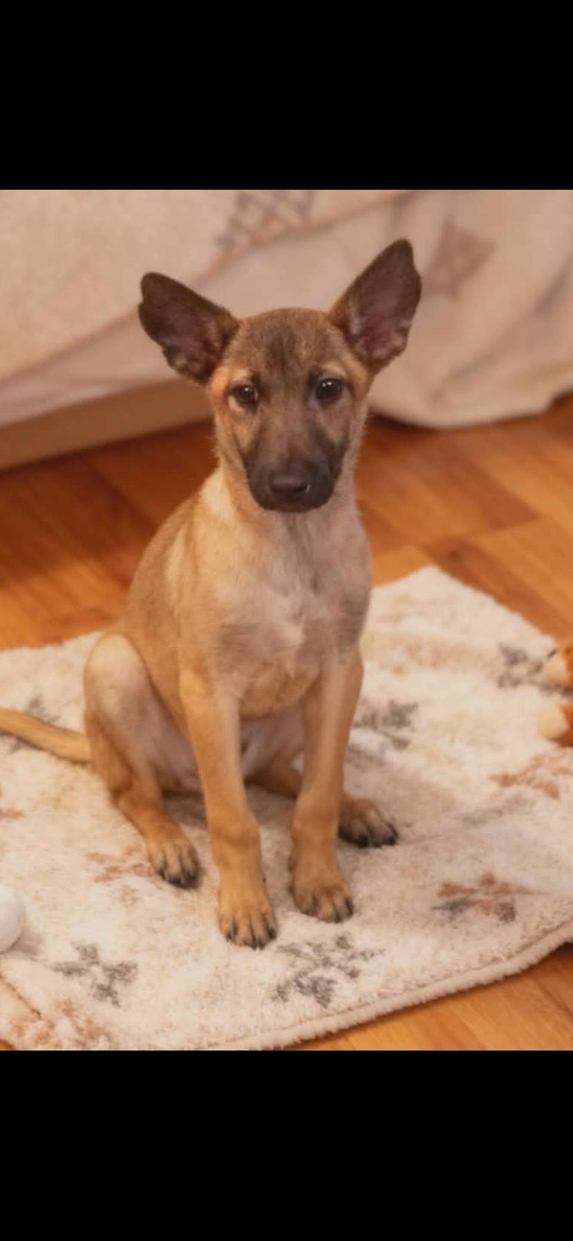 Buddy, adopted, Puppy Male Belgian Shepherd / Malinois.