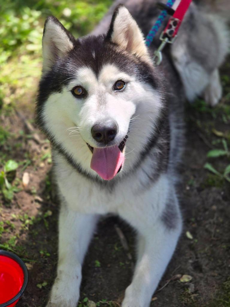 Cookie, Adoptable, Young Female Husky.