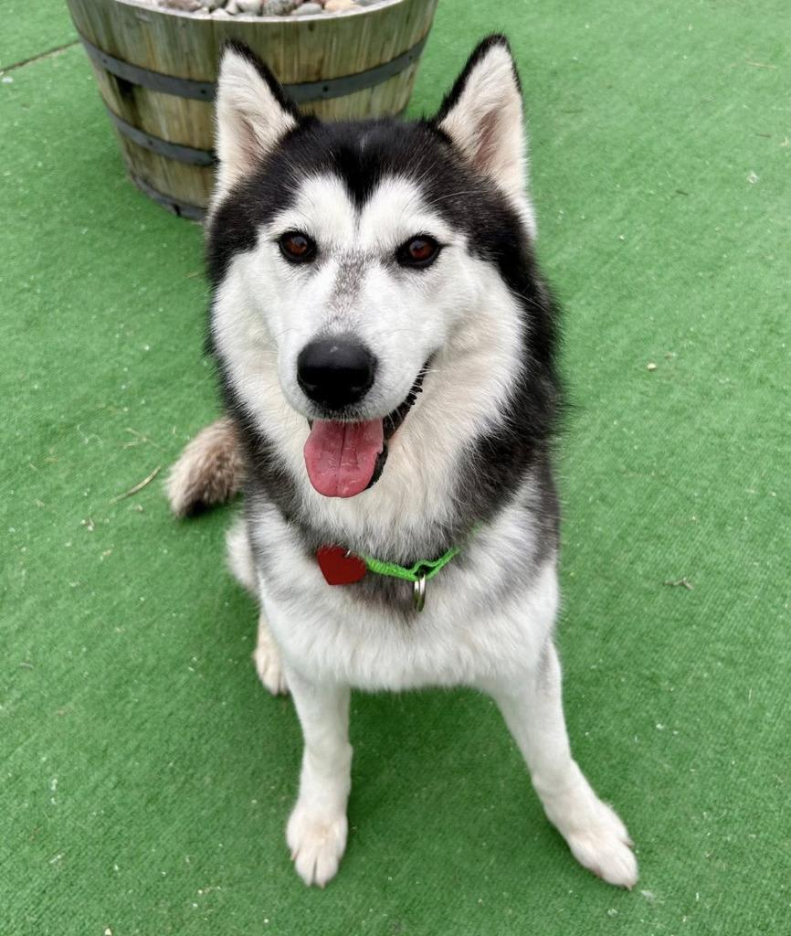 Enlarge Cookie, a Adoptable Husky in Warren, MI image 1/6