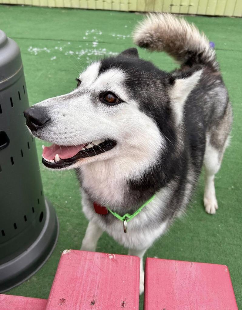 Enlarge Cookie, a Adoptable Husky in Warren, MI image 2/6