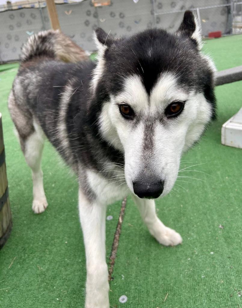 Enlarge Cookie, a Adoptable Husky in Warren, MI image 3/6
