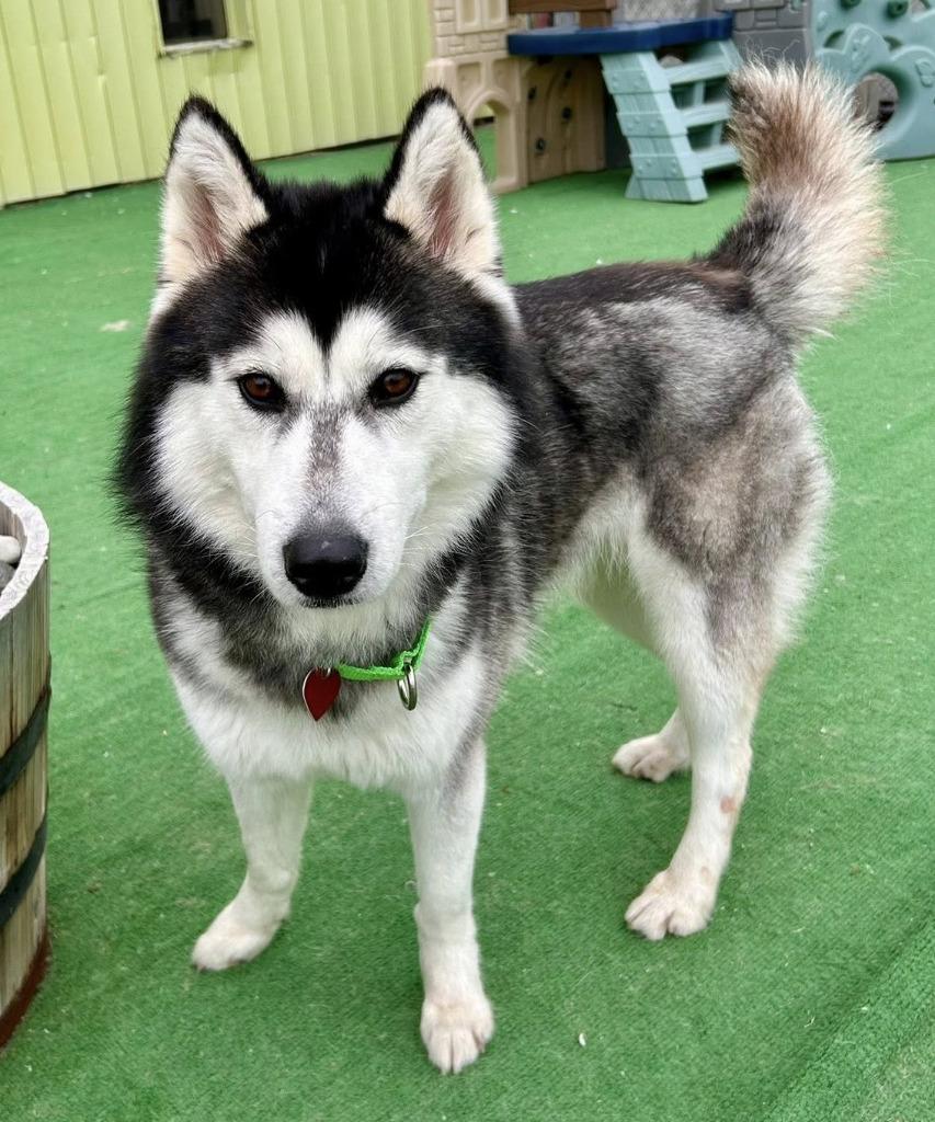 Enlarge Cookie, a Adoptable Husky in Warren, MI image 4/6