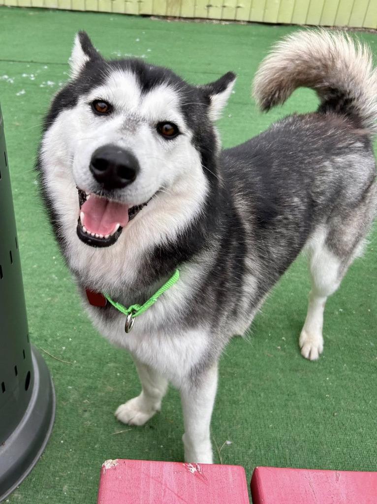 Enlarge Cookie, a Adoptable Husky in Warren, MI image 5/6