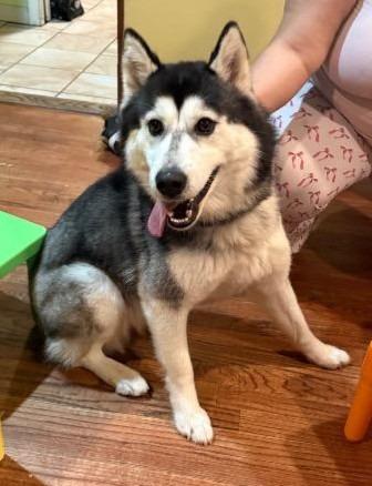 Enlarge Cookie, a Adoptable Husky in Warren, MI image 6/6