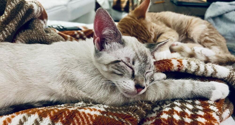 Enlarge Kitten, a Adoptable Domestic Short Hair in Carrollton, TX image 1/1