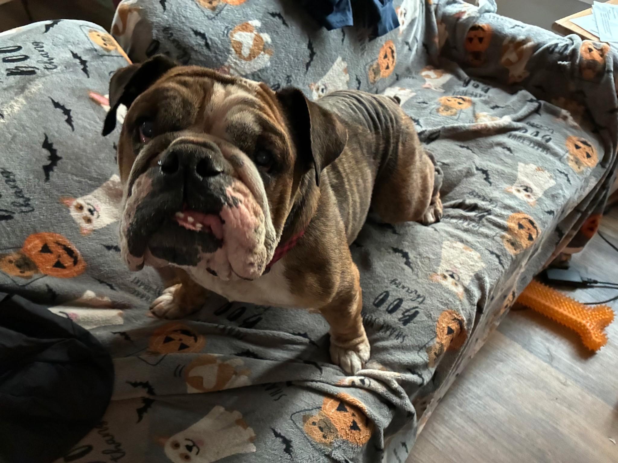 Enlarge Maizy, a ADOPTABLE English Bulldog in Wilmington, NC image 1/1