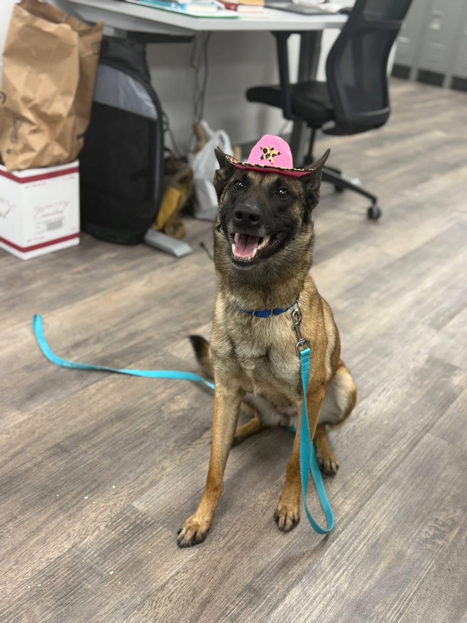 Sarabi, adopted, Adult Female Belgian Shepherd / Malinois.