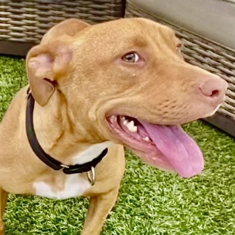 Honey, a Adoptable mixed breed in Studio City, CA image 2/5