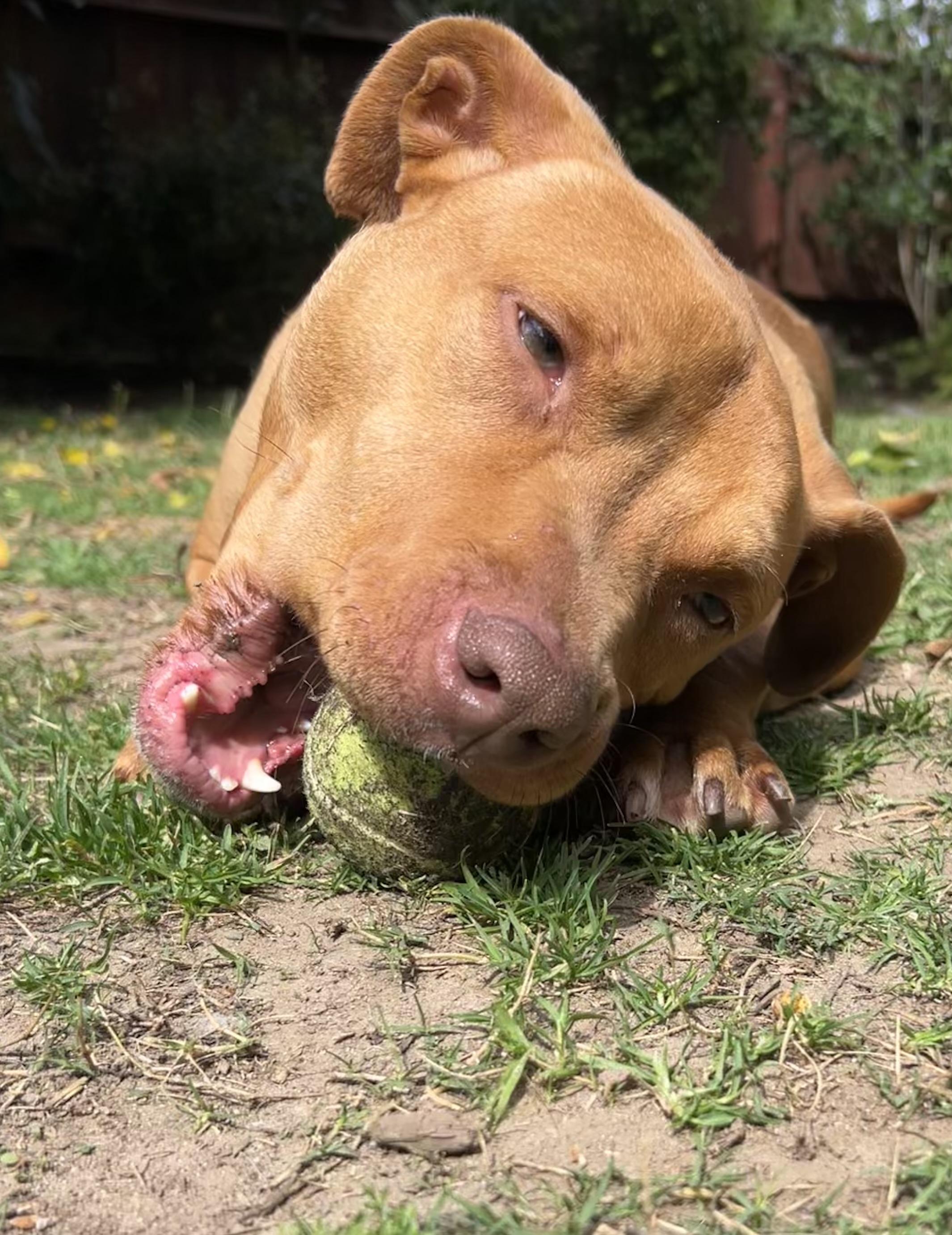 Honey, a Adoptable mixed breed in Studio City, CA image 5/5