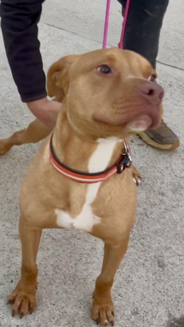 Honey, a Adoptable mixed breed in Studio City, CA image 3/5