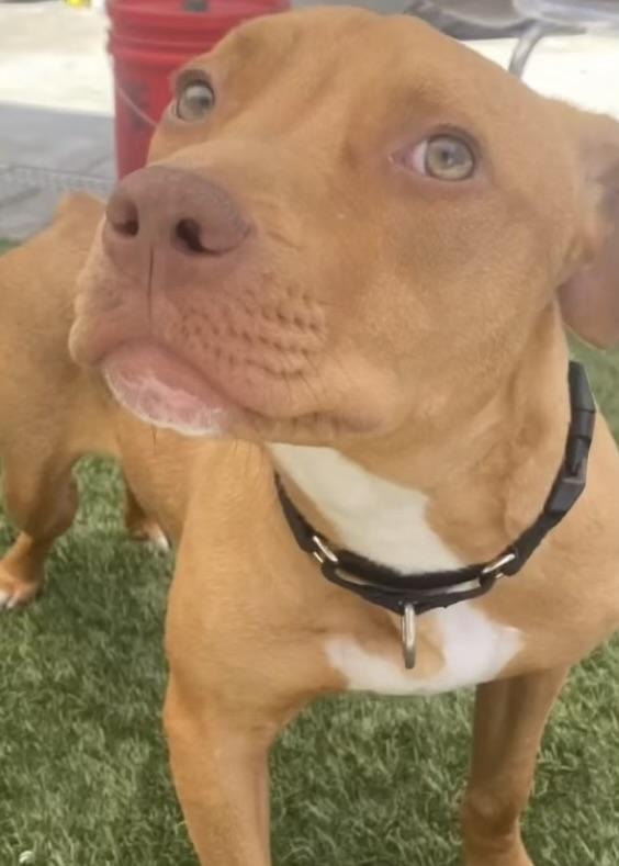 Honey, a Adoptable mixed breed in Studio City, CA image 4/5