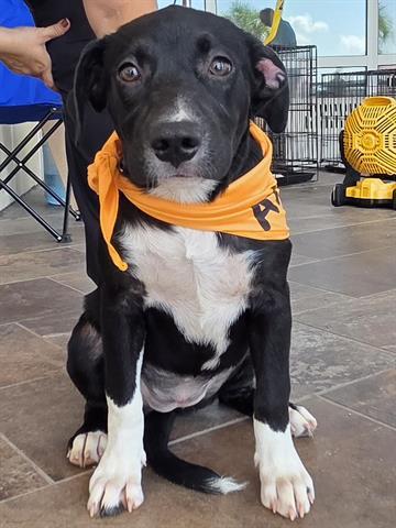 Enlarge POPPY, a Adoptable mixed breed in Panama City, FL image 1/1
